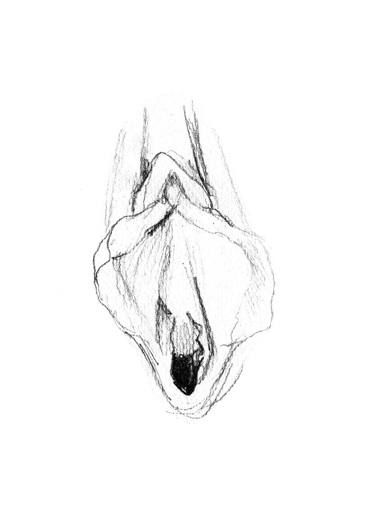 vulve dessin