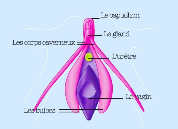 Anatomie du clitoris par "le gang du clito"