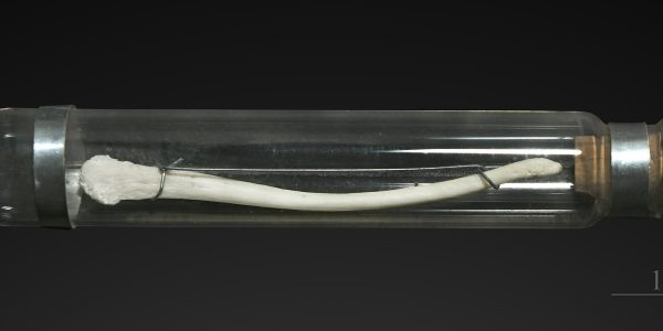 Baculum de Macaque japonais collection MHNT